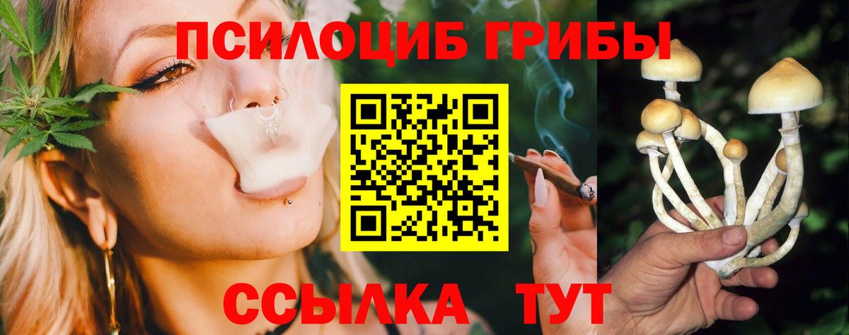 Псилоцибиновые грибы Psilocybe  Будённовск 